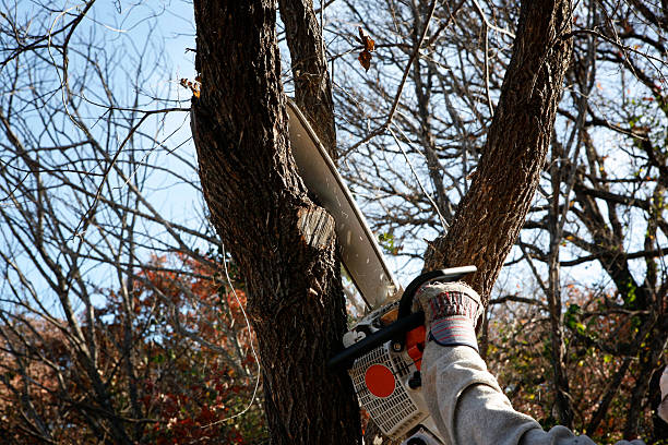 Best Hedge Trimming  in Lavalette, WV